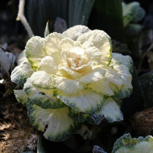 A close-up of a frost-covered ornamental cabbage in a Dutch winter garden, showcasing textured leaves and icy details.