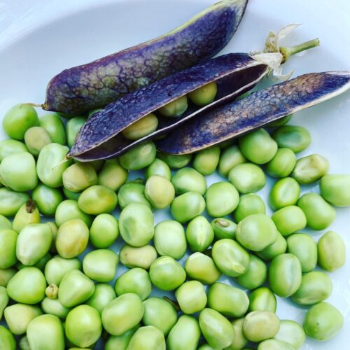 Jardinière de légumes
