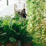 Les légumes du mois de juin