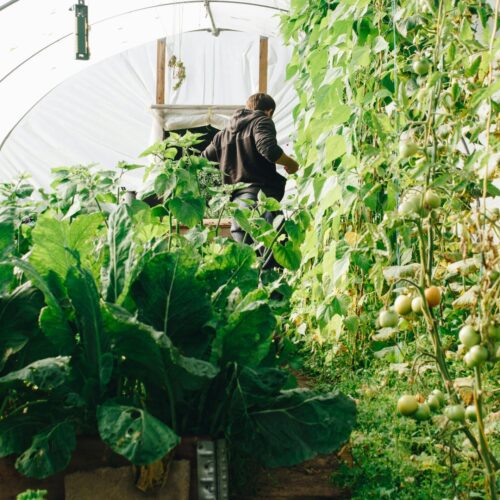 Les légumes du mois de juin