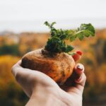 A close-up of a hand holding a fresh root vegetable against a blurred autumn background.